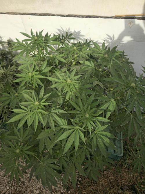 Cookies Feminizada Fotoperiodica. Week 2