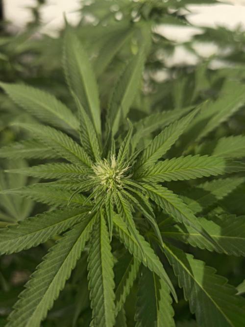 Cookies Feminizada Fotoperiodica. Week 2