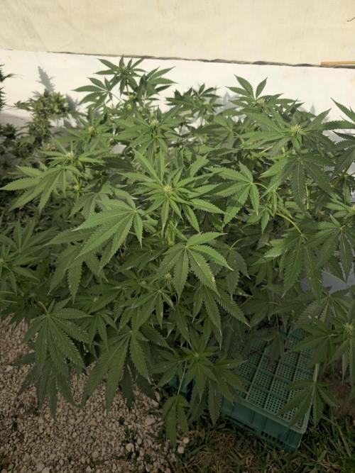 Cookies Feminizada Fotoperiodica. Week 2