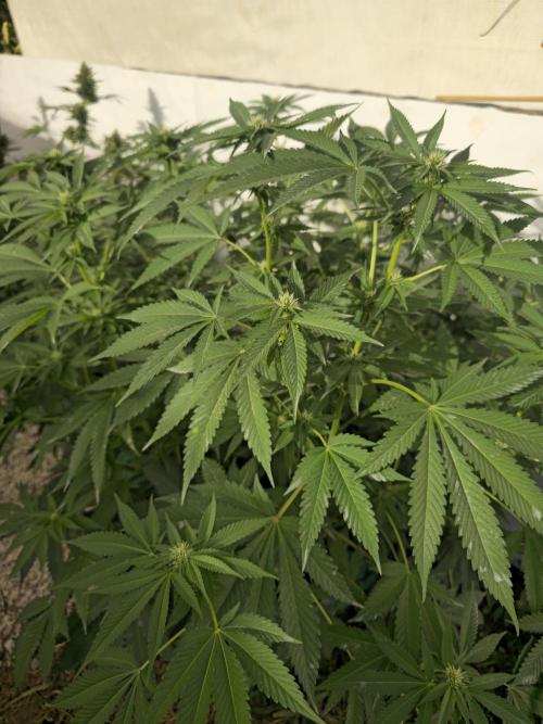 Cookies Feminizada Fotoperiodica. Week 2