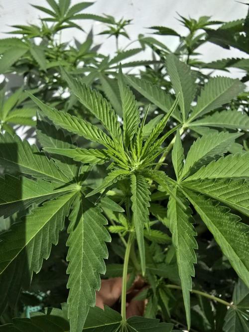 Cookies Feminizada Fotoperiodica. Week 1