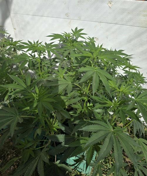 Cookies Feminizada Fotoperiodica. Week 1