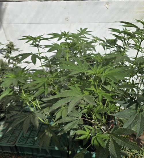 Cookies Feminizada Fotoperiodica. Week 1