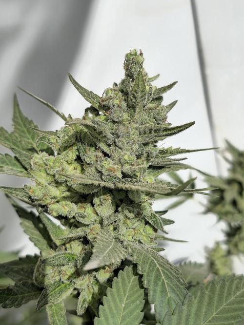 Gelato Feminizada Fotoperiodica. Week 7