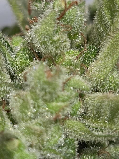 Gelato Feminizada Fotoperiodica. Week 7