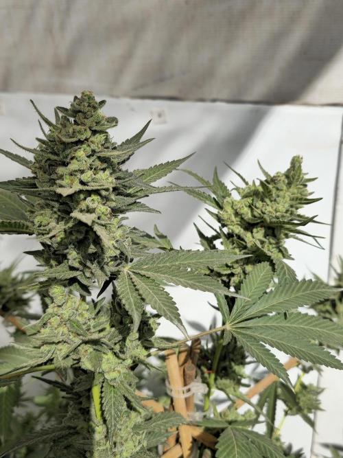 Gelato Feminizada Fotoperiodica. Week 7