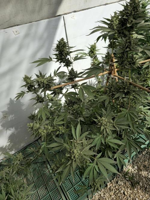 Gelato Feminizada Fotoperiodica. Week 7