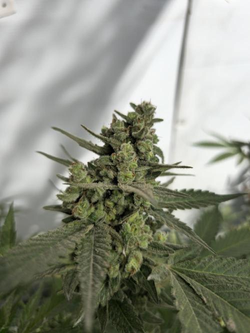 Gelato Feminizada Fotoperiodica. Week 7