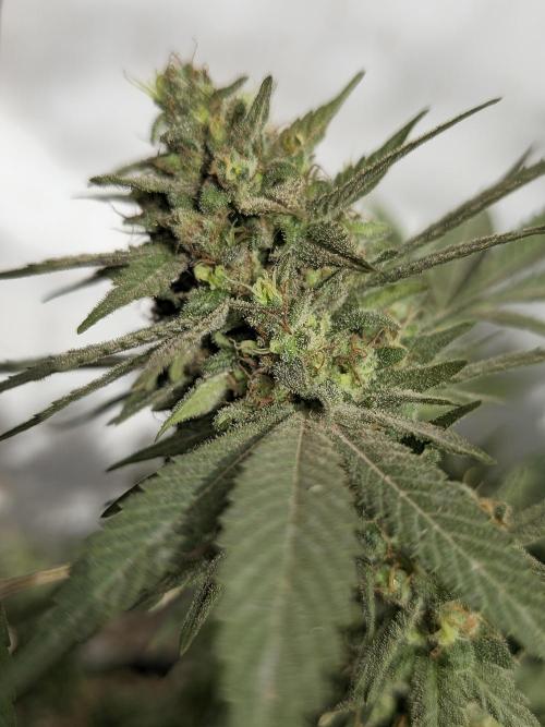 Chesse & Kush Feminizada Fotoperiodica. Week 7