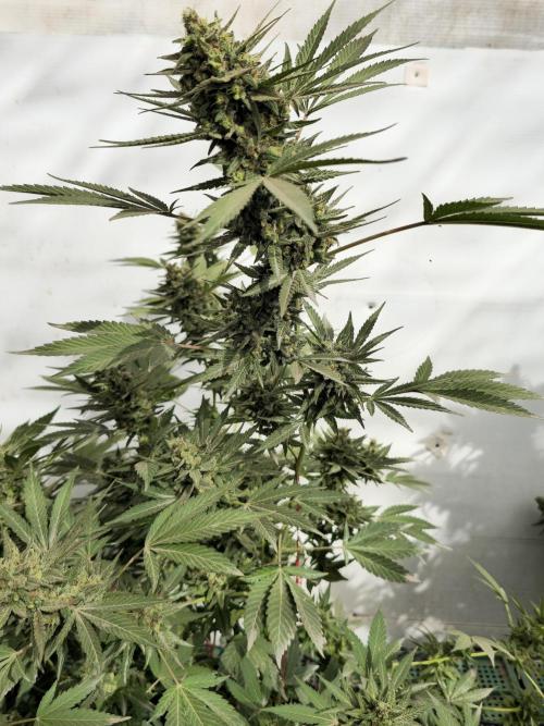 Chesse & Kush Feminizada Fotoperiodica. Week 7