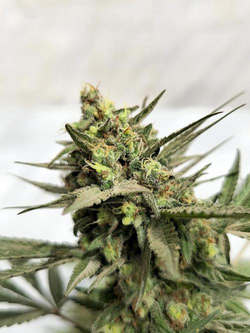 Chesse & Kush Feminizada Fotoperiodica. Week 7