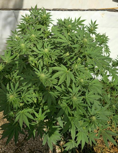 Cookies Feminizada Fotoperiodica. Week 3