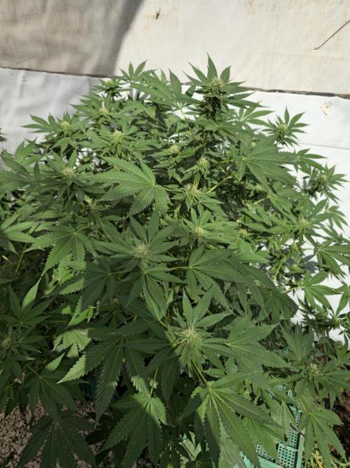 Cookies Feminizada Fotoperiodica. Week 3