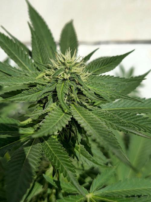 Cookies Feminizada Fotoperiodica. Week 3