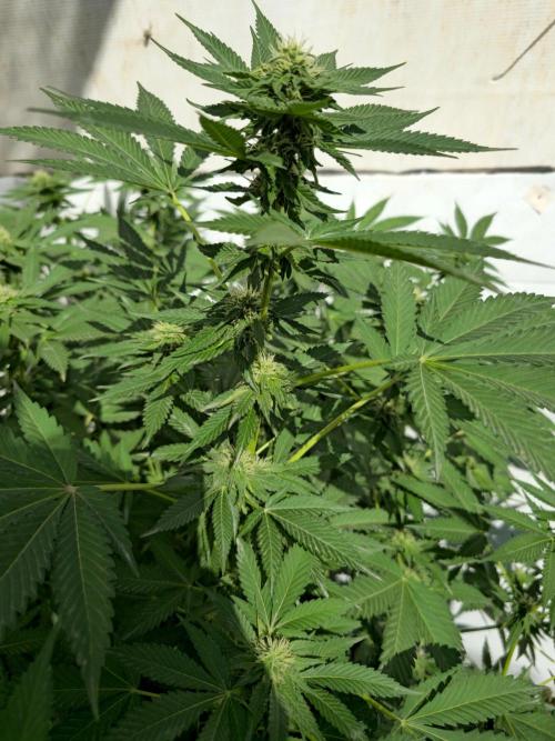 Cookies Feminizada Fotoperiodica. Week 3