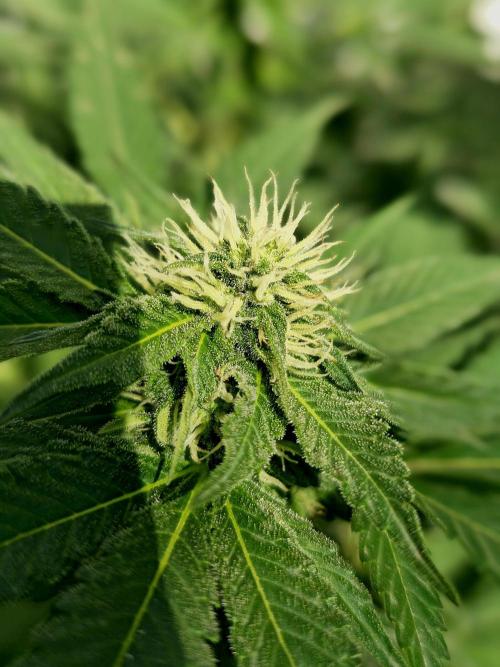 Cookies Feminizada Fotoperiodica. Week 3