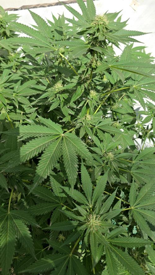 Cookies Feminizada Fotoperiodica. Week 3