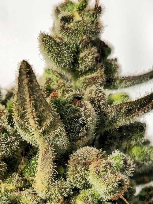 Gelato Feminizada Fotoperiodica. Week 8