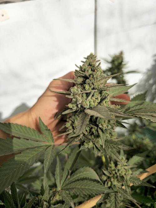 Gelato Feminizada Fotoperiodica. Week 8