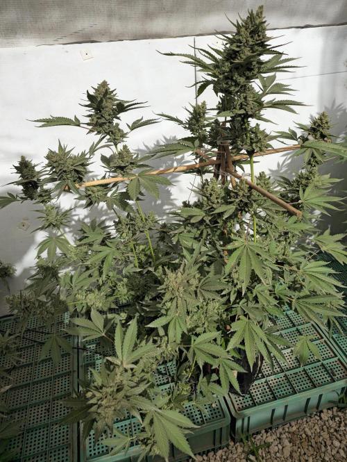 Gelato Feminizada Fotoperiodica. Week 8