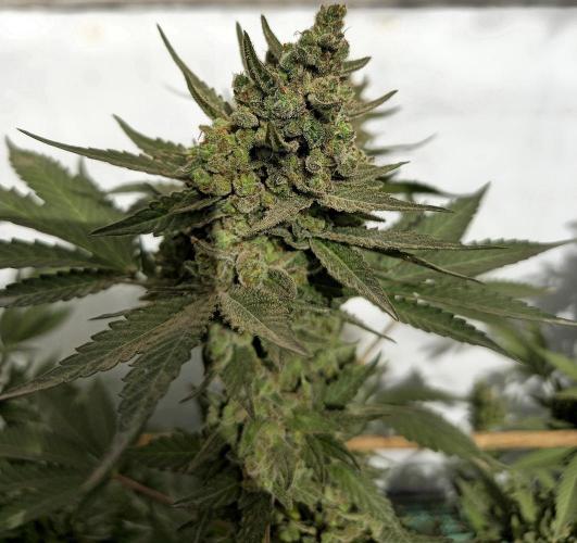 Gelato Feminizada Fotoperiodica. Week 8