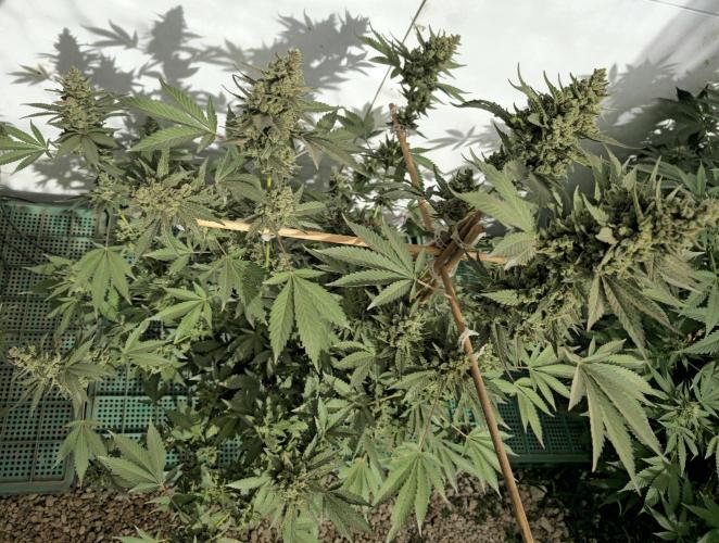 Gelato Feminizada Fotoperiodica. Week 8