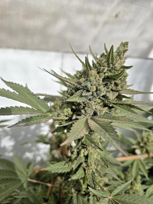 Gelato Feminizada Fotoperiodica. Week 8