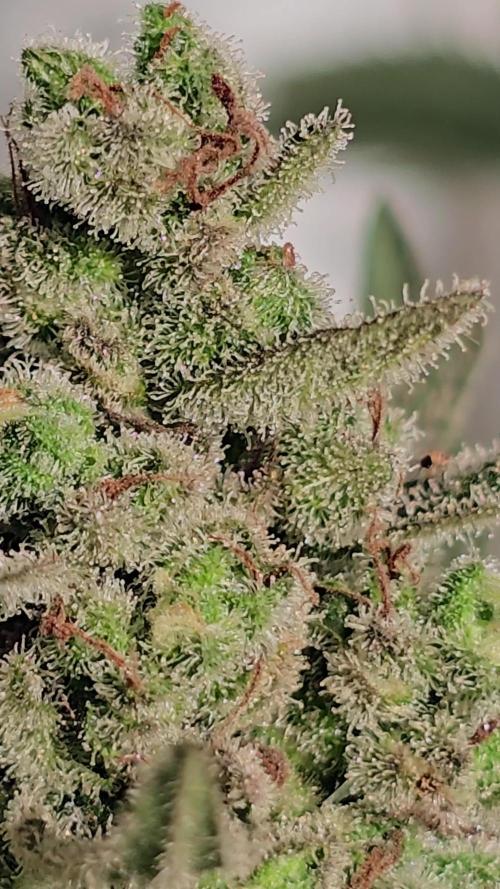 Gelato Feminizada Fotoperiodica