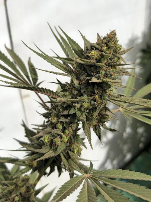 Chesse & Kush Feminizada Fotoperiodica. Week 8