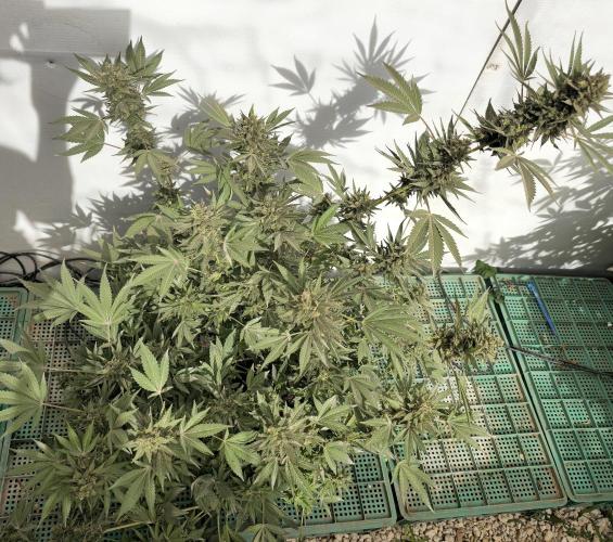 Chesse & Kush Feminizada Fotoperiodica. Week 8