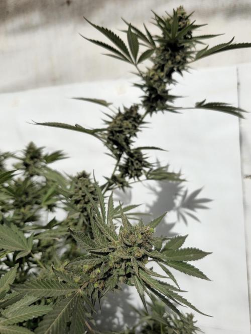 Chesse & Kush Feminizada Fotoperiodica. Week 8