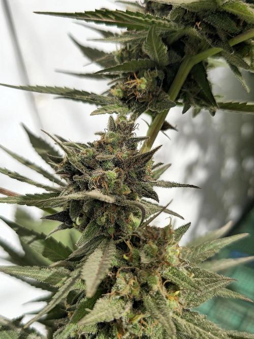 Chesse & Kush Feminizada Fotoperiodica. Week 8