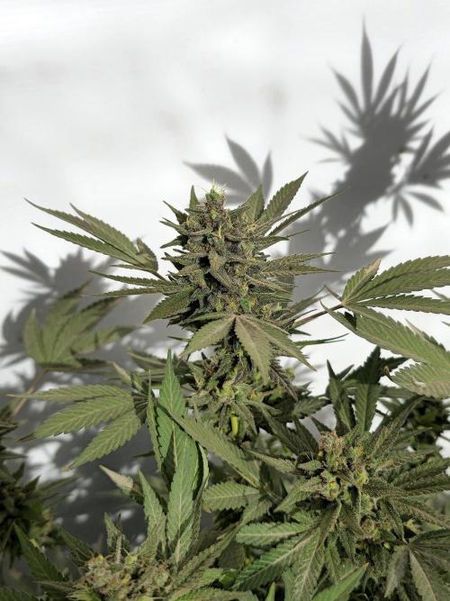 Chesse & Kush Feminizada Fotoperiodica. Week 8