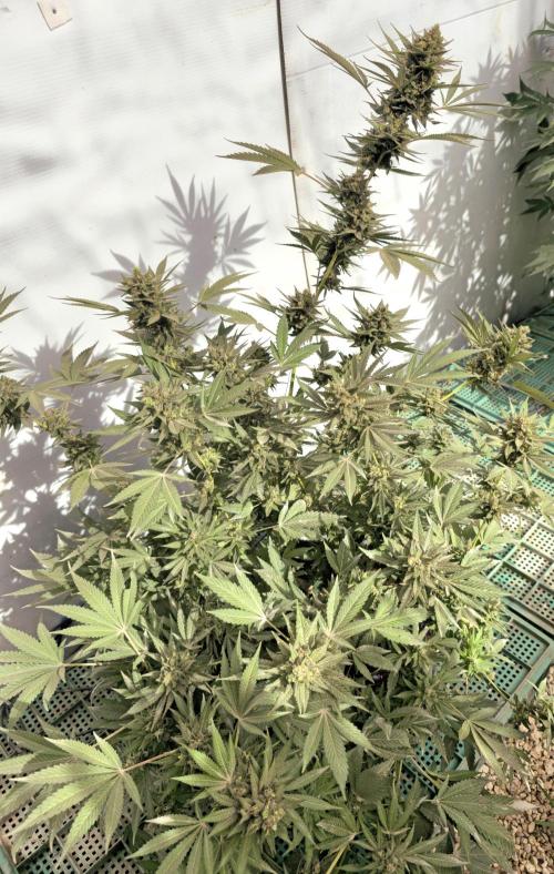Chesse & Kush Feminizada Fotoperiodica. Week 8