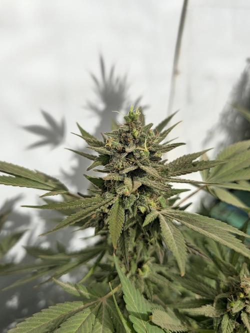 Chesse & Kush Feminizada Fotoperiodica. Week 8