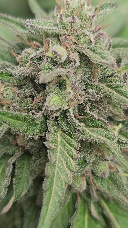 Cookies Feminizada Fotoperiodica