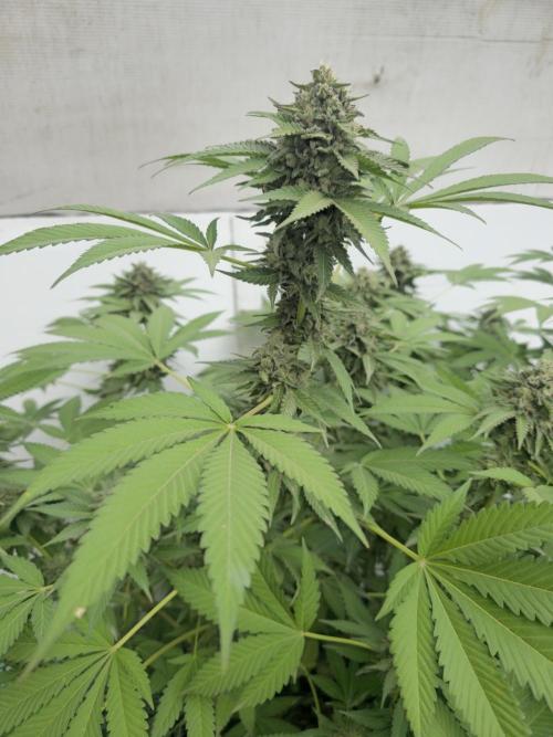 Cookies Feminizada Fotoperiodica. Week 6