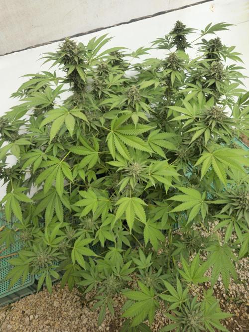 Cookies Feminizada Fotoperiodica. Week 6