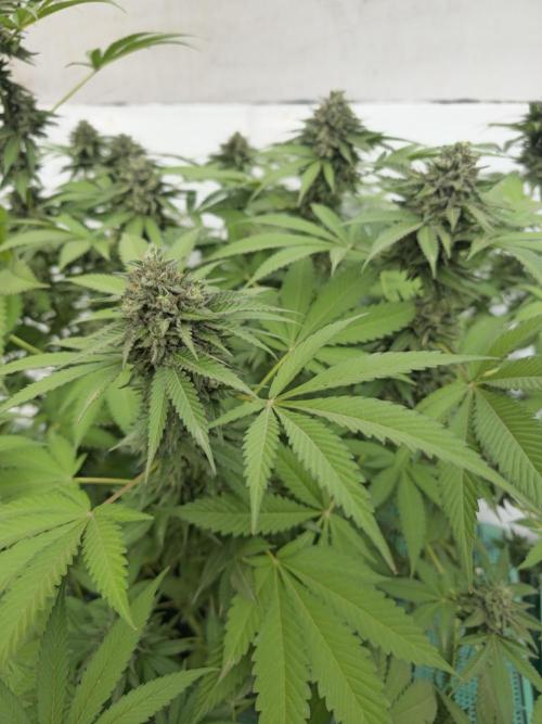 Cookies Feminizada Fotoperiodica. Week 6