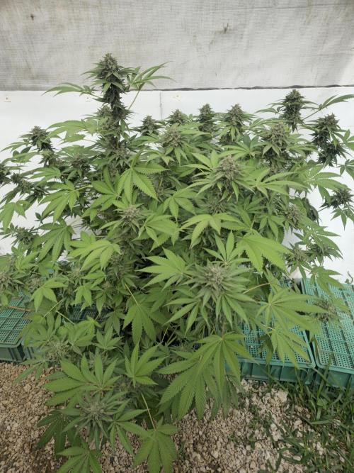 Cookies Feminizada Fotoperiodica. Week 6