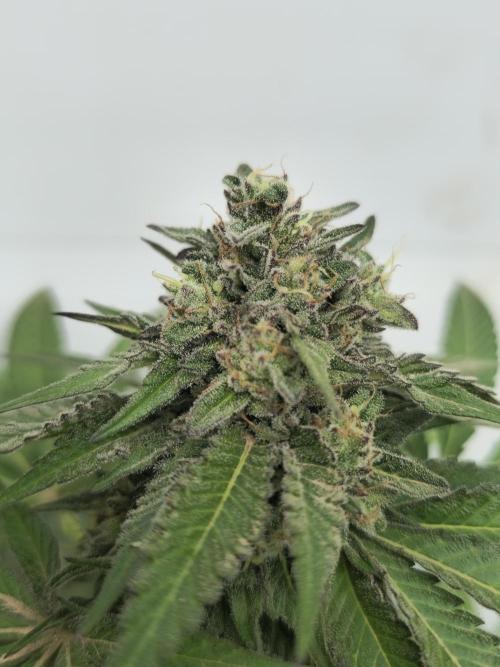 Cookies Feminizada Fotoperiodica. Week 6