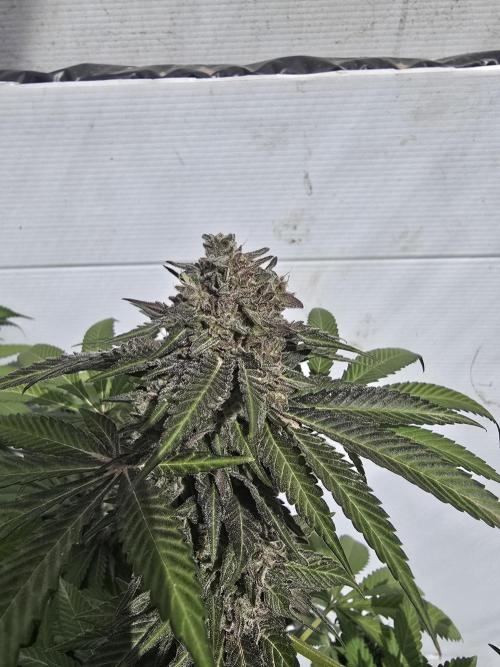 Cookies Feminizada Fotoperiodica. Week 7