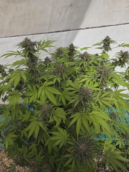 Cookies Feminizada Fotoperiodica. Week 7