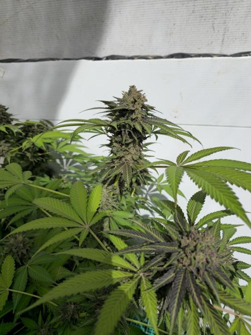 Cookies Feminizada Fotoperiodica. Week 7