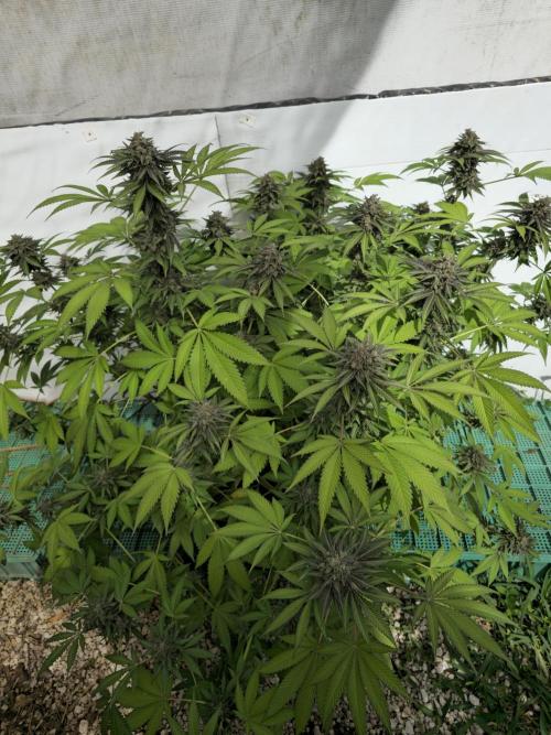 Cookies Feminizada Fotoperiodica. Week 7