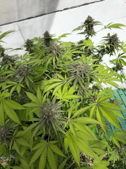 Cookies Feminizada Fotoperiodica. Week 7