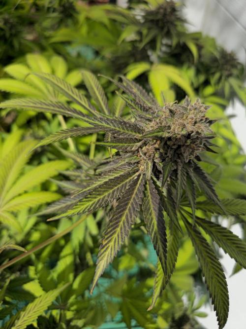 Cookies Feminizada Fotoperiodica. Week 8