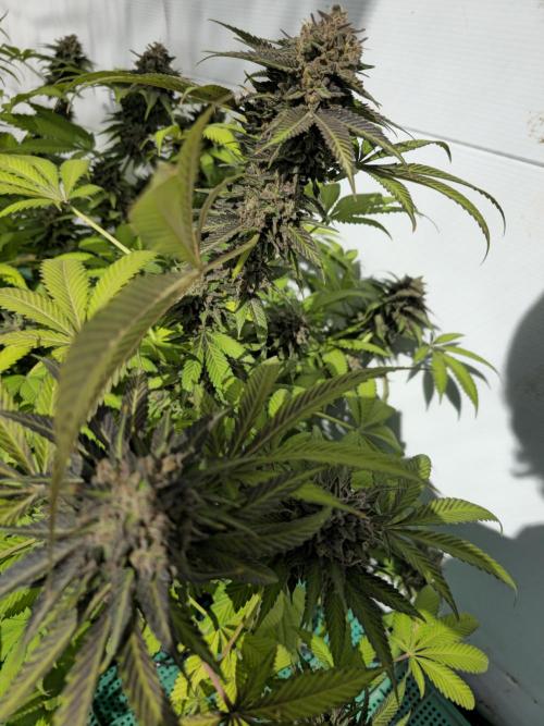 Cookies Feminizada Fotoperiodica. Week 8