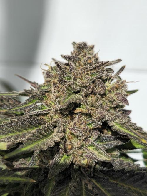 Cookies Feminizada Fotoperiodica. Week 8