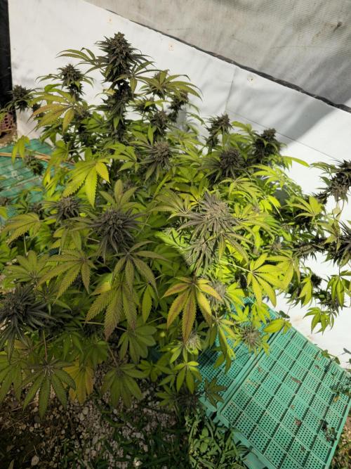 Cookies Feminizada Fotoperiodica. Week 8